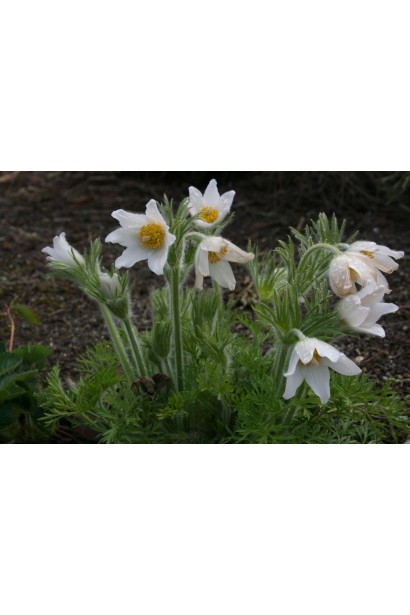 Білі квіти прострілу гармонійно виглядають у весняному квітнику.