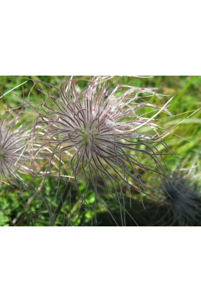 Простріл звичайний