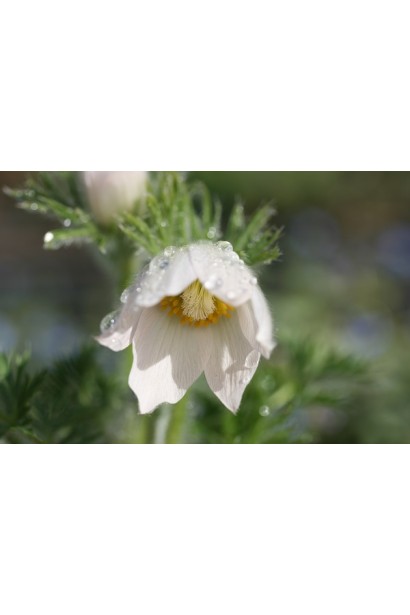 Простріл звичайний Альба/Сон-трава біла