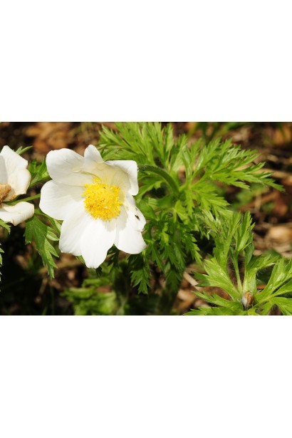 Розквітлий Pulsatilla Alba у ландшафті з природним стилем.