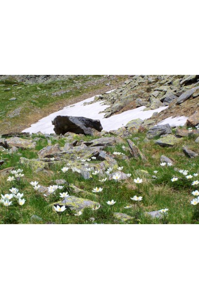 Кущ прострілу з білосніжними квітами на тлі зелені.