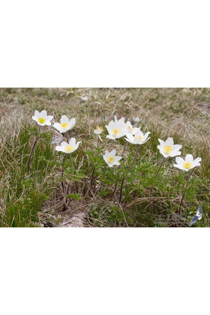 Ніжні білі пелюстки прострілу 