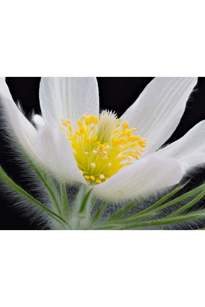 Сон-трава біла