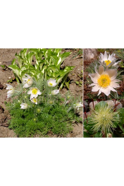 Pulsatilla vulgaris Аlba