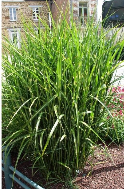 Китайська срібляста трава Пунктхен