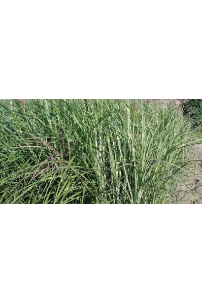 Китайський очерет Пункчен 