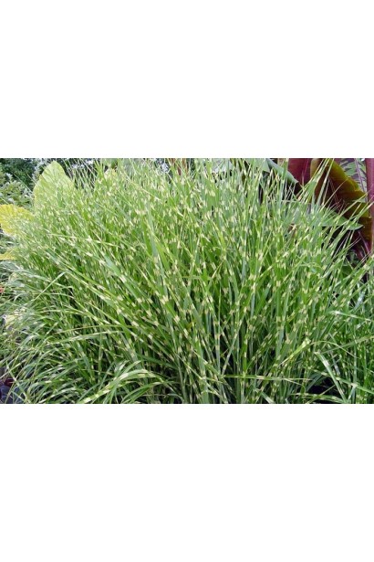 Міскантус китайський Пунктхен / Пунктчен