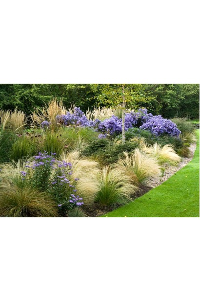 Міскантус Punktchen в міксбордері