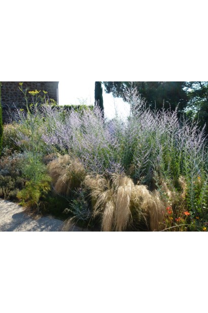 Міскантус китайський Пунктхен в ландшафті