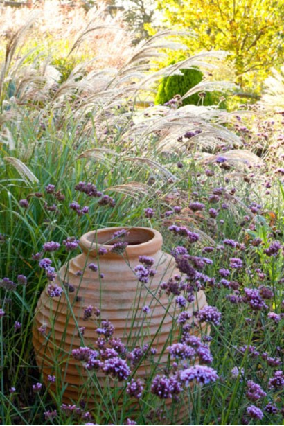 Міскантус Пунктчен використання в ландшафті