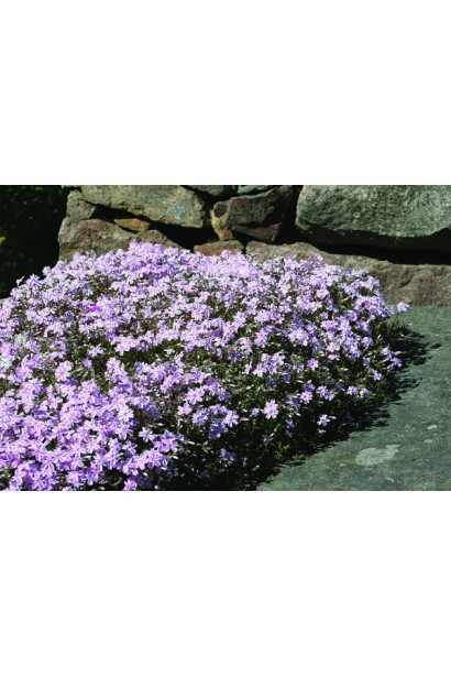 Яскраві біло-рожеві квіти флокса Кенді Страйпс у повному розквіті.