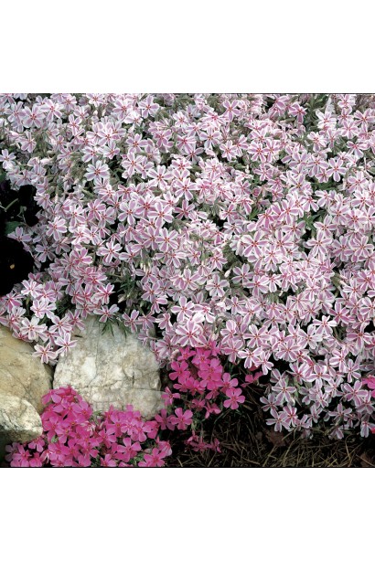 Phlox subulata Candy Stripes прикрашає садовий ландшафт.
