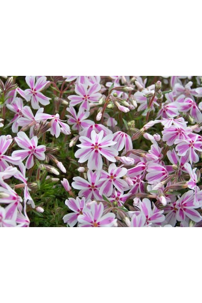 Рожево-білі квіти флокса Кенді Страйпс у весняному цвіті.