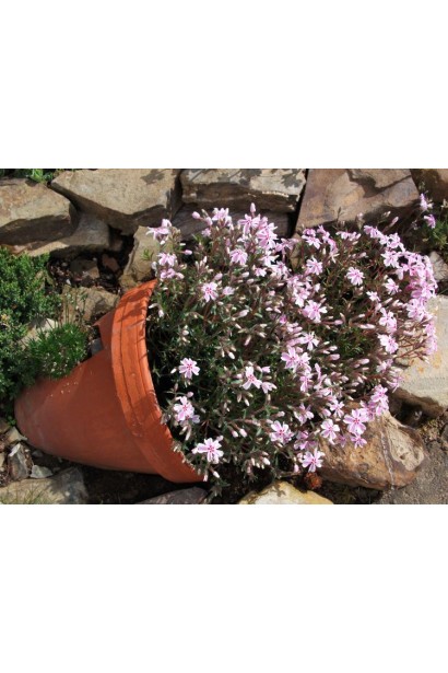 Phlox Candy Stripes для декору клумб та альпійських гірок.