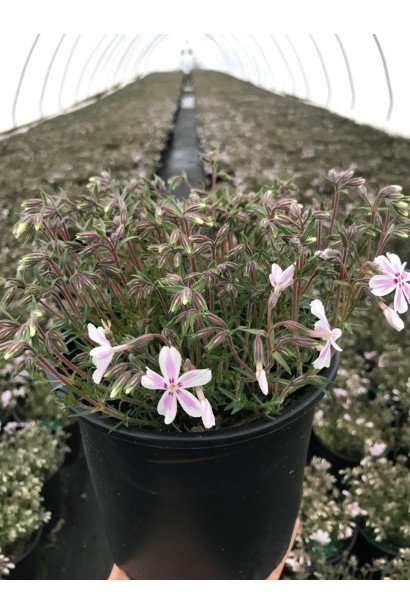 Phlox subulata Candy Stripes