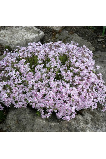 Флокс шилоподібний Кенді Страйпс утворює барвистий килим.