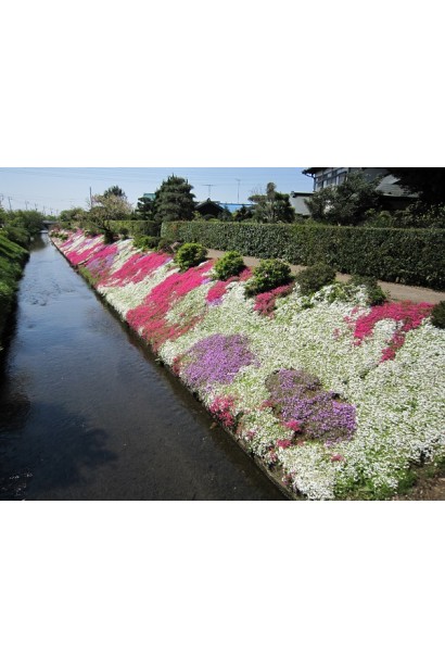 Флокс Кенді Страйпс створює живий акцент у квіткових композиціях.