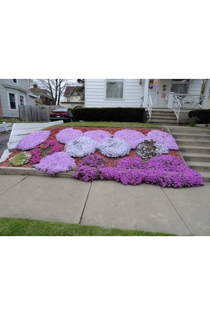 Флокс Кенді Страйпс створює живий акцент у квіткових композиціях.