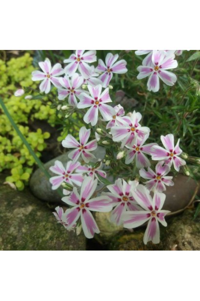 Яскравий флокс Кенді Страйпс із біло-рожевими квітами.