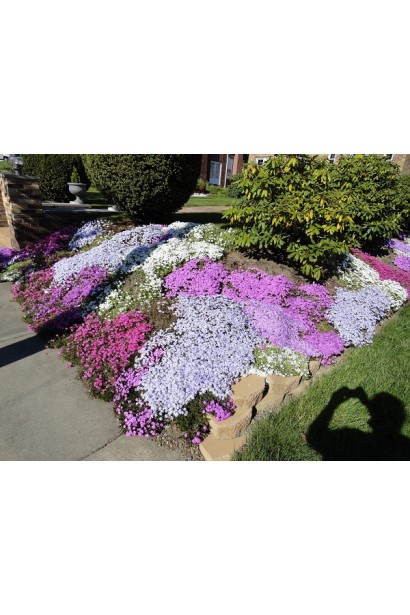 Phlox subulata Candy Stripes