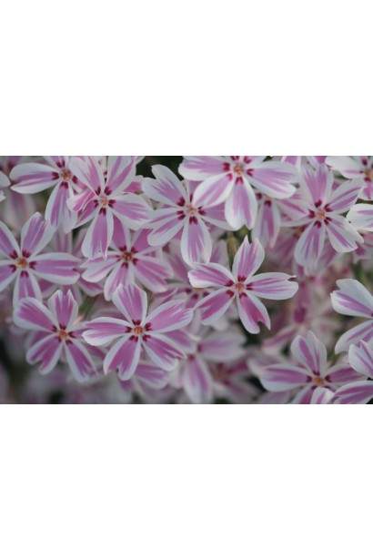 Контрастний флокс Кенді Страйпс із білими та рожевими смугами.