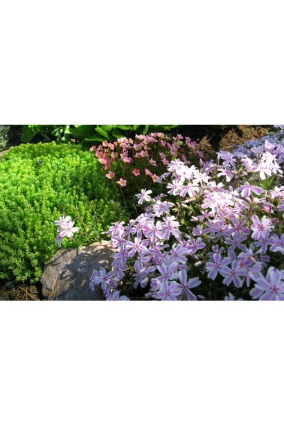 Флокс шилоподібний Кенді Страйпс