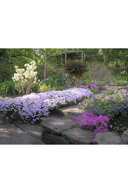 Флокс шилоподібний Кенді Страйпс