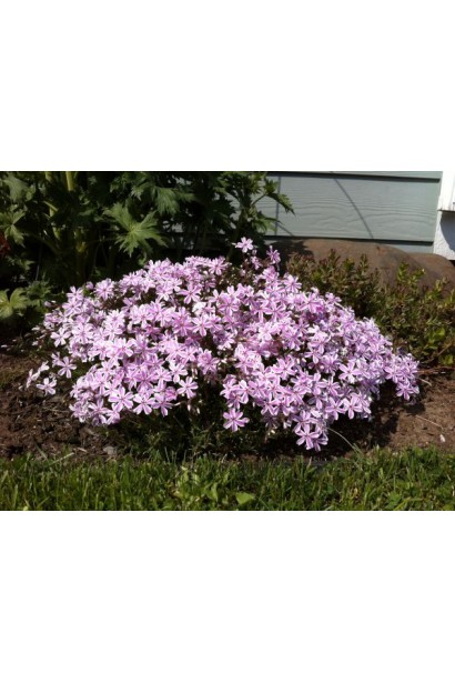 Квіти флокса Candy Stripes додають саду весняної яскравості.