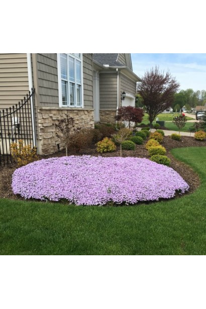 Флокс шилоподібний Кенді Страйпс