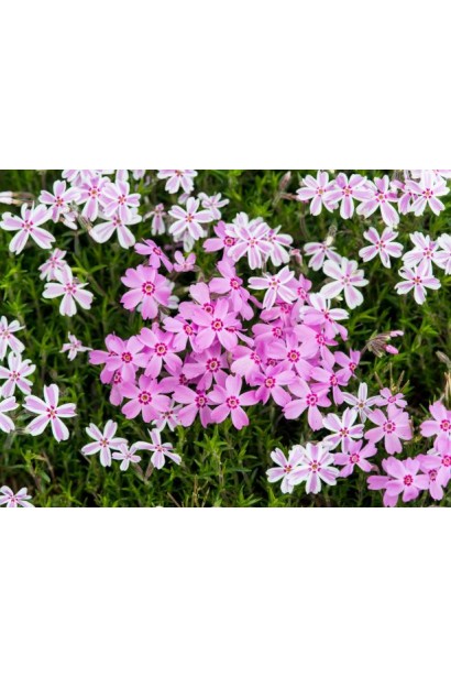 Флокс шилоподібний Кенді Страйпс