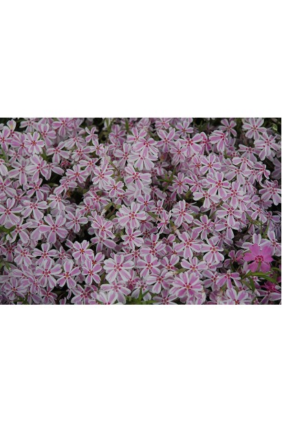 Весняна краса флокса Кенді Страйпс із контрастним забарвленням.