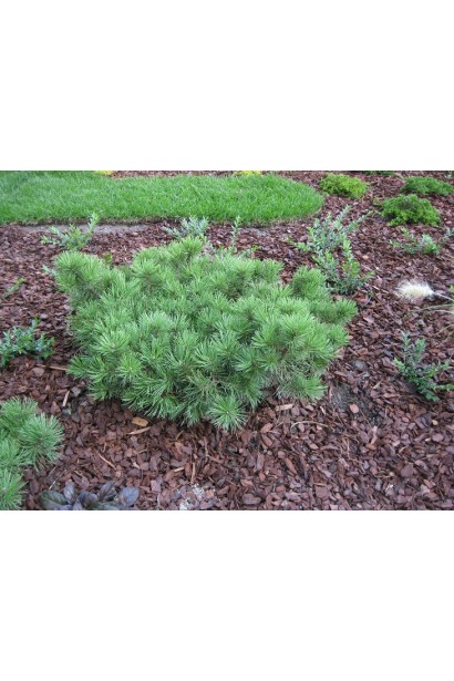 Компактна сосна Шервуд Компакт для саду.