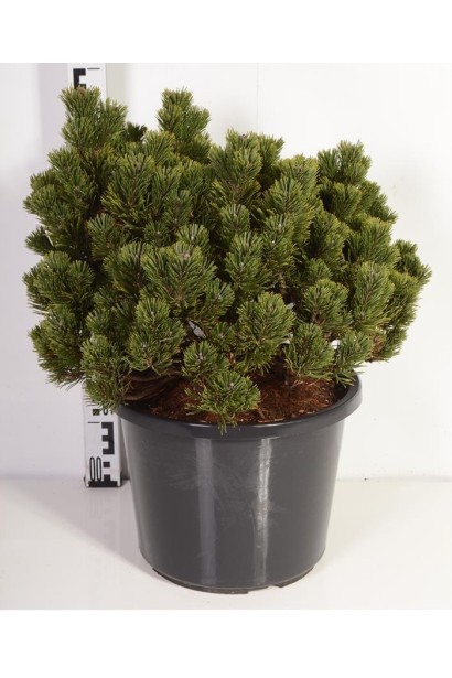 Сосна гірська Шервуд Компакт в контейнері
