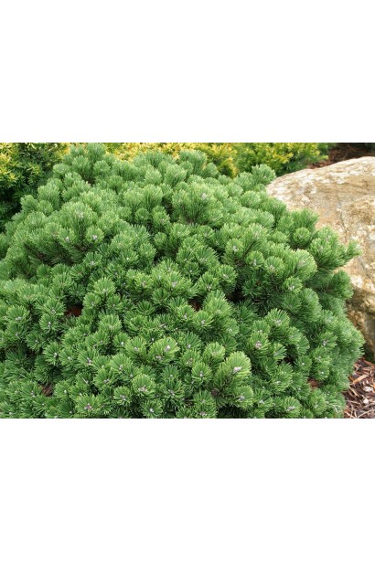 Сосна гірська Шервуд Компакт