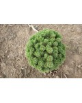 Сосна горная Шервуд Компакт | Сосна гірська Шервуд Компакт | Pinus mugo Sherwood Compact