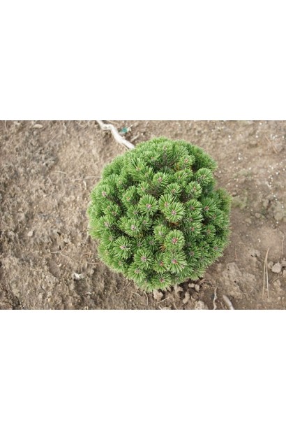 Pinus mugo Sherwood Compact
