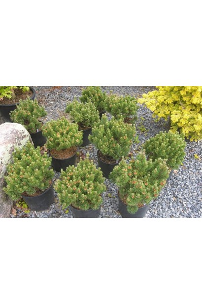 Шервуд Компакт – сосна для кам’яних і альпійських садів.