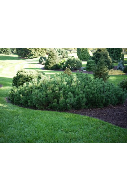 Шервуд Компакт – ідеальна рослина для альпінаріїв.