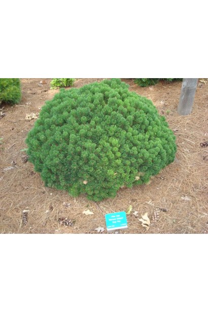 Повільноросла сосна із насиченою зеленою хвоєю.