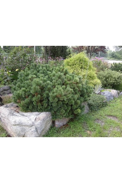 Декоративна гірська сосна із щільною кроною.