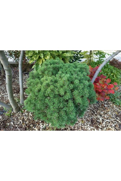 Сосна Шервуд Компакт для компактних ландшафтів.