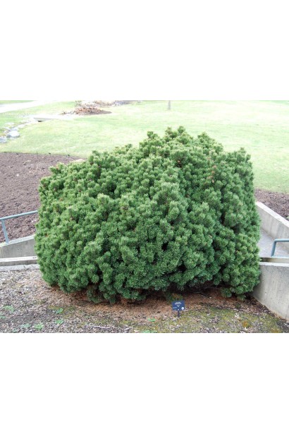 Низькоросла форма сосни для рокаріїв і садів.