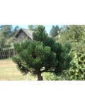 Сосна гірська Шервуд Компакт | Pinus mugo Sherwood Compact | Сосна горная Шервуд Компакт