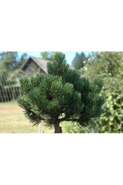 Сосна Шервуд Компакт – краса і витонченість хвої.