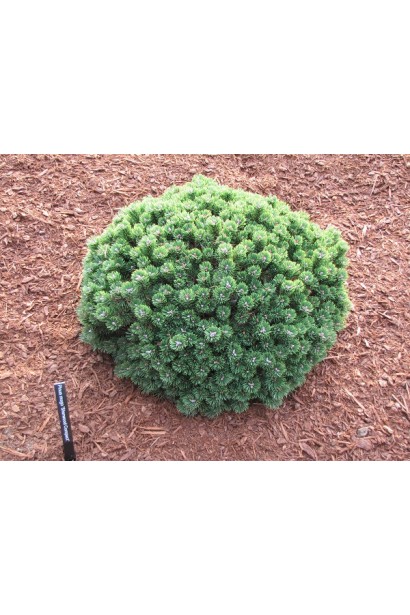 Хвойна рослина з акуратною компактною формою.