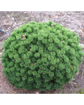 Сосна горная Шервуд Компакт | Сосна гірська Шервуд Компакт | Pinus mugo Sherwood Compact