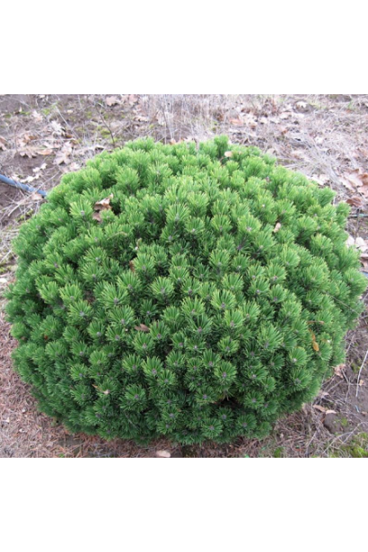 Декоративний хвойник із густою щільною структурою.