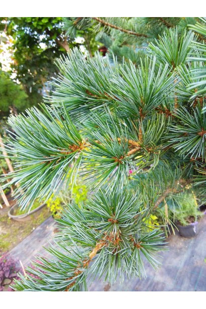 Ніжна хвоя сосни дрібноквіткової Негіші