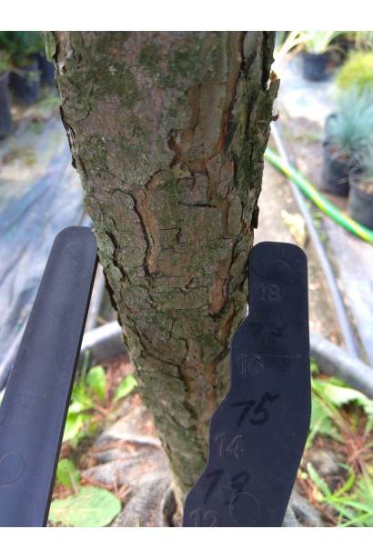 Стовбур сосни дрібноквіткової Негіші 