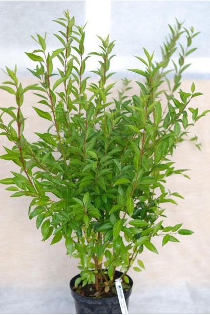 Форзиція середня Лінвуд - 5л/вис.60-90см/Ø35-45см